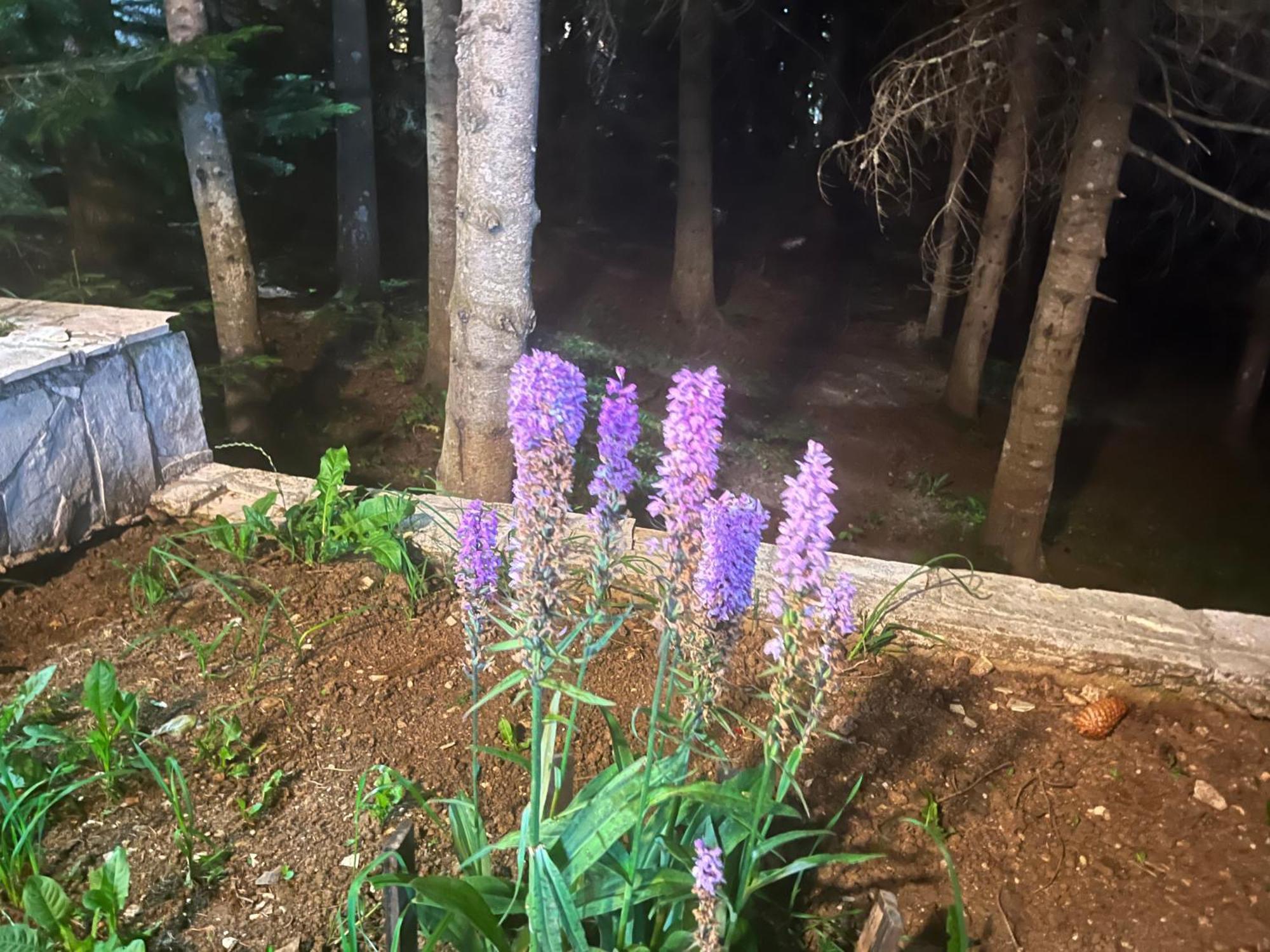 Vila Idila Žabljak Exteriör bild